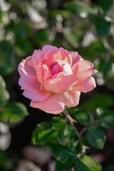 Close-Up of Pink Rose Blooming in Sunlight. Vertical crop.
