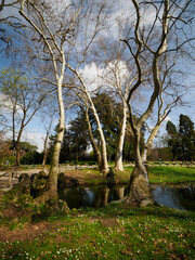 Fototapeta premium Parco Sempione in Milan, Italy, at March