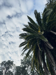 Upward View of a Palm Tree with Dramatic Sky