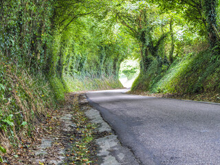 Grüntunnel, Idyllische Landstrasse, Calvados, Normandie, Frankr