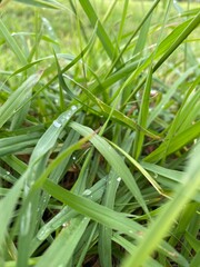 Green grass with water droplets close-up.