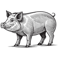 Obraz premium pig engraving vector illustration