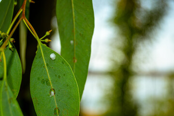 Close-up of Green Eucalyptus Leaves 