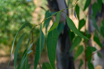 Close-up of Green Eucalyptus Leaves 