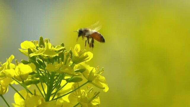 風に揺れる満開の菜の花とミツバチ