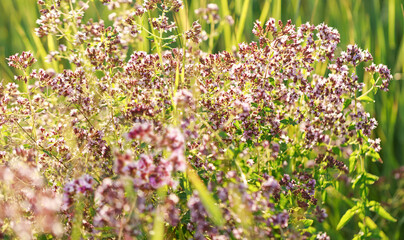 Close-up of vibrant oregano herb with purple flowers in a garden setting