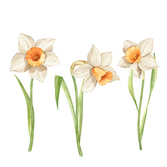 Fototapeta premium Collection of daffodil flowers. Spring hand painted floral illustration