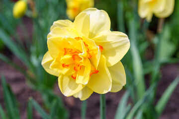 Fototapeta premium Beautiful spring yellow double petals daffodil flower in full bloom close up. Flowerbed of decorative narcissus in spring garden or park background. Plant breeding, flower growing, nature concept