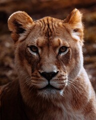 portrait of a lion