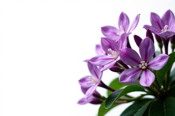 Blooming purple flowers bush isolated on white background,  isolated,  garden