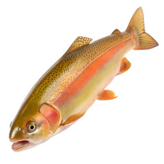 Fototapeta premium Golden Trout AI Generated Image