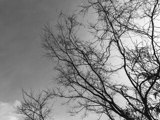 春の青空と葉の無い木モノクローム19