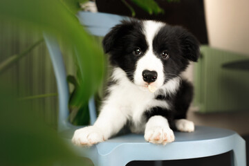 cute and small young black and white border collie dog puppy on the blue chair in the caffee on...
