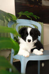 cute and small young black and white border collie dog puppy on the blue chair in the caffee on...