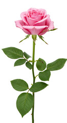 Obraz premium Rose summer flowers with transparent background