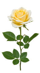 Obraz premium Rose summer flowers with transparent background