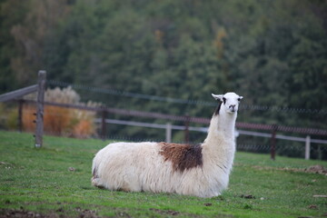 Fototapeta premium A white male llama lies in a pasture