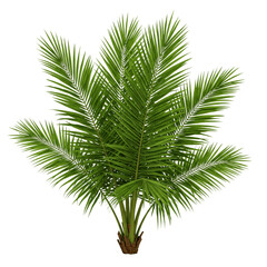 Fototapeta premium coconut palm tree leaves isolated on transparent or white background