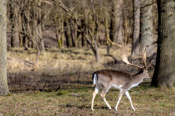The fallow deer (Dama dama) in its habitat walking in the dunes, A species of ruminant mammal...