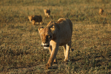 Löwin mit 3 Babys © codo97