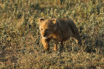 Löwenbaby © codo97
