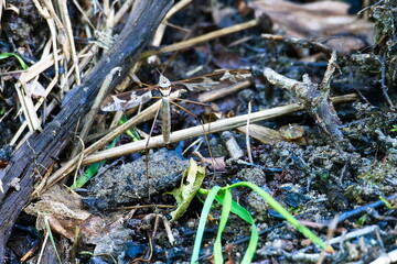  Riesenschnake (Tipula maxima)