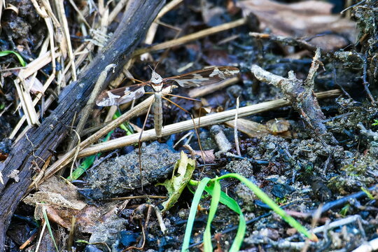  Riesenschnake (Tipula maxima)