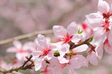 アーモンドの花