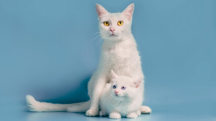 white kitten next to his mother on a turquoise background