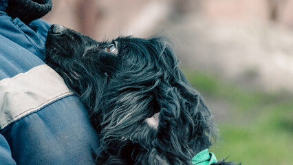 black long-haired dog faithfully looks at a woman in working uniform