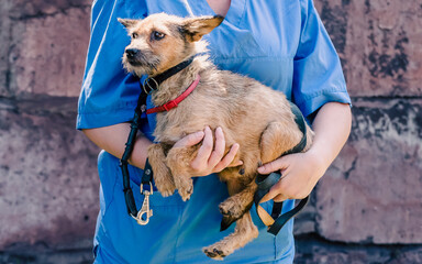 woman in uniform of a veterinarian holds a small cur dog in her arms