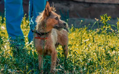 shaggy outbred dog on lawn on leash next to man in blue veterinary uniform