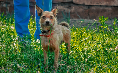 shaggy outbred dog on lawn on leash next to man in blue veterinary uniform