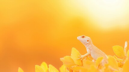 Albino Lizard on Yellow Flowers at Sunset, Rare albino lizard basking in golden sunset light.