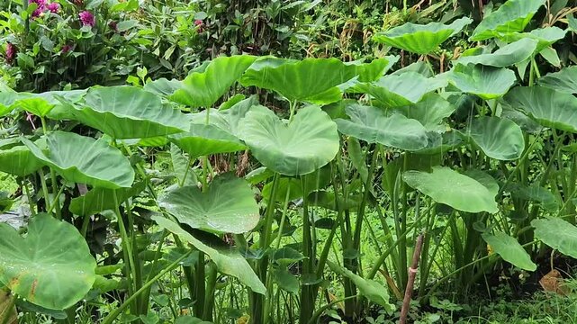 野菜畑に降る雨