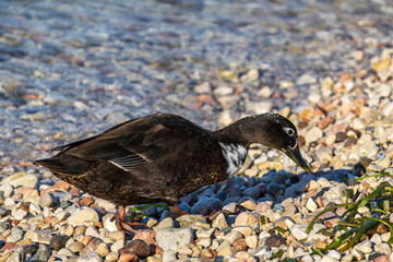 isolated duck on the lake of Garda