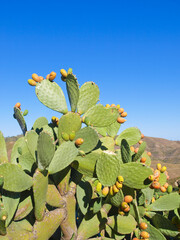 Kaktusfeige, Spanien, Andalusien, Ojen