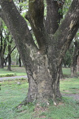 tree in the park