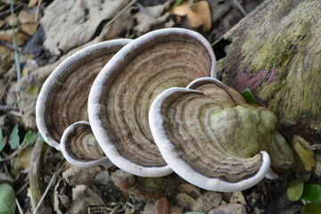 Beautiful mushroom on a wood