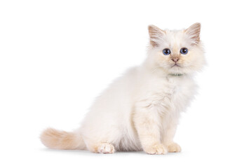 Sweet Sacred Birman kitten sitting up side ways. Looking straight to camera. Isolated on a white background.