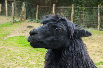 La tête d'un lama noir dans un parc
