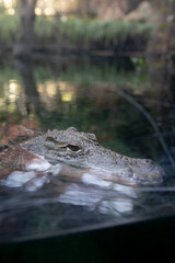 A crocodile swimming leisurely in a peaceful freshwater pond, encircled by lush greenery and...