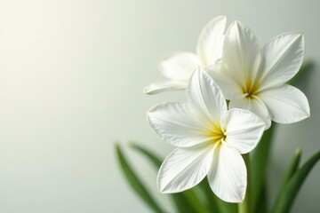 Close-up of pristine white flowers on seamless background, pastel, abstract, visual
