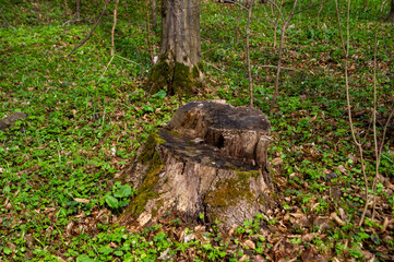 old stump in the forest