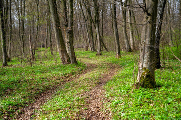 footpath in the forest