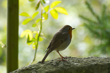 European robin (Erithacus rubecula) sitting on a stone in Zurich, Switzerland
