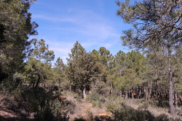 forest, sunny day among pine trees