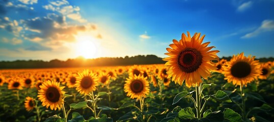 Fototapeta premium Sunflower Field Under Blue Sky With Bright Sun During Golden Hour in Summer