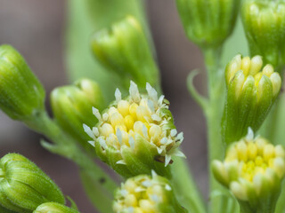 春の森　フキのとうアップ06