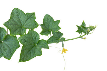Eine Gurkenranke mit Fruchtansatz und Blüte auf dem transparenten Hintergrund.
